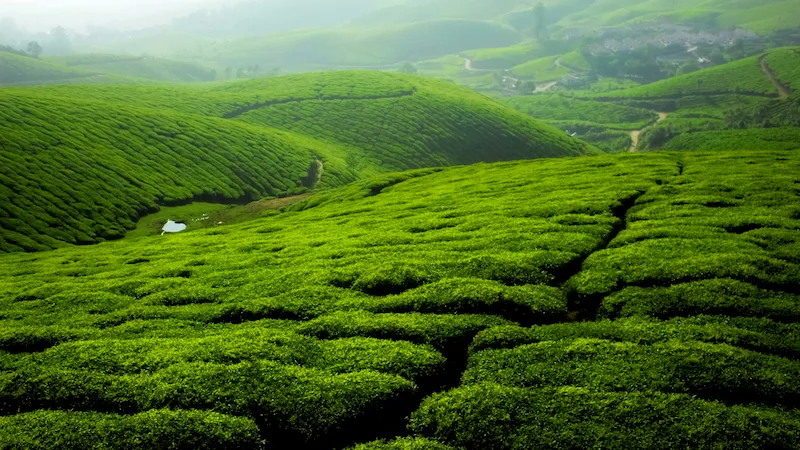Munnar Tea Garden